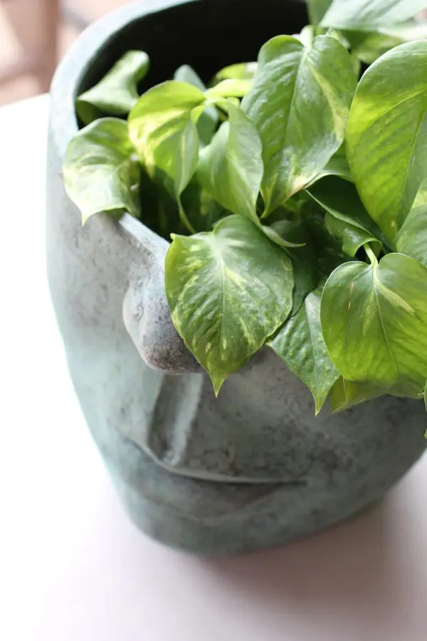 Poterie visage vert antique (3) POTERIE/CACHE POT VISAGE